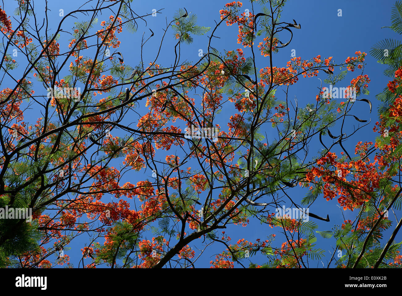 Royal Poinciana albero in fiore (Delonix regia) Thailandia SUDEST ASIATICO Foto Stock