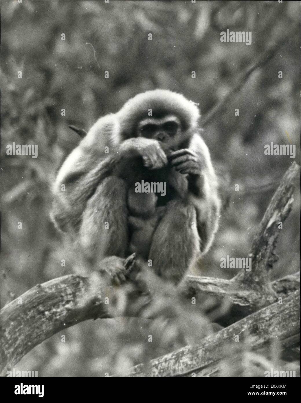 Maggio 05, 1967 - Primo Bambino gibbone Ape mai di essere nato in ambiente naturale circostante in Gran Bretagna.: Il primo bambino gibbone Ape mai di essere nato in ambiente naturale circostante in Gran Bretagna, guarda al mondo questa settimana dal suo luogo di nascita, 60ft alta negli alberi di Paington Zoo, Devon. I funzionari sono chiamando l'ape ventoso perché non poteva credere che la sua madre era incinta e hanno pensato che stava soffrendo da lamentela. Lo Zoo Manager, signor; mattoni Francesco ha detto: "Ci sono più entusiasti e considerare questo come primo nel mondo zoologico Foto Stock