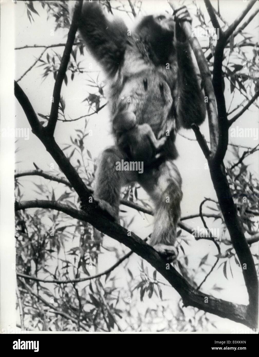 Maggio 05, 1967 - Primo Bambino gibbone Ape mai di essere nato in ambiente naturale circostante in Gran Bretagna.: Il primo bambino gibbone Ape mai di essere nato in ambiente naturale circostante in Gran Bretagna, guarda al mondo questa settimana dal suo luogo di nascita, 60ft alta negli alberi di Paington Zoo, Devon. I funzionari sono chiamando l'ape ventoso perché non poteva credere che la sua madre era incinta e hanno pensato che stava soffrendo da lamentela. Lo Zoo Manager, signor; mattoni Francesco ha detto: "Ci sono più entusiasti e considerare questo come primo nel mondo zoologico Foto Stock