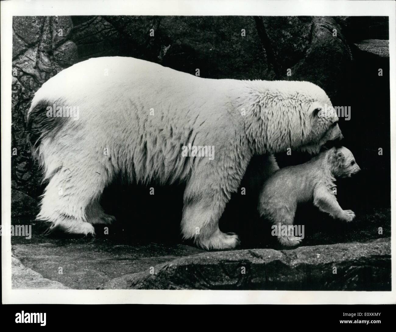 Mar 03, 1967 - Primo bagno per Polar-Cub: ''Musse'' l'orso polare in lo zoo di Copenaghen ha preso la sua piccola di tre mesi di età cub per la prima vasca, dopo il bagno la madre e il bambino ha preso una mappa. La foto mostra prendendo il bambino cub dall'acqua dopo il suo primo bagno in lo zoo di Copenaghen. Foto Stock