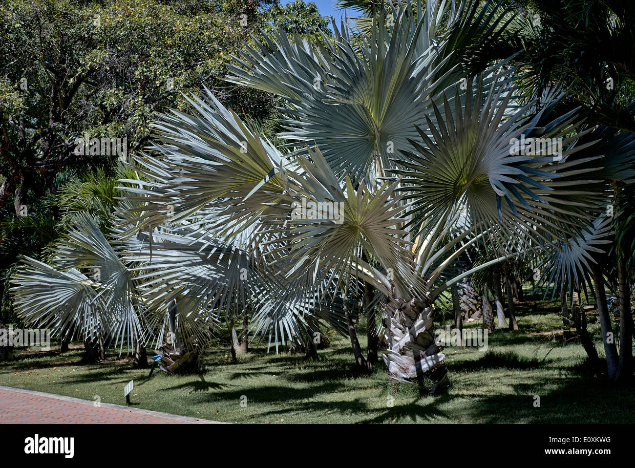 Bismarckia nobilis o Bismarck Palm tree (argento) Thailandia SUDEST ASIATICO Foto Stock