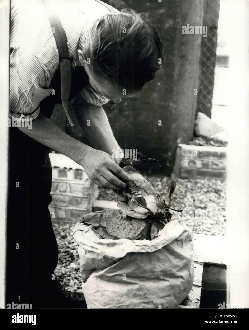 Apr. 01, 1967 - prigionieri aiutare gli uccelli coperti di olio alla prigione di Verne Portland: prigionieri nel carcere di Verne, Portland, Dorset, che hanno il loro santuario degli uccelli-sono state aiutando la RSPCA fuori con la pulizia di migliaia di uccelli coperti di petrolio dal naufragio della Torrey Canyon lands off fine. foto mostra uno dei prigionieri nella prigione di Verne, visto una pulizia dell'uccello che era coperta di olio. Foto Stock Apr. 01, 1967 - prigionieri aiutare gli uccelli coperti di olio alla prigione di Verne Portland: prigionieri nel carcere di Verne, Portland, Dorset, che hanno il loro santuario degli uccelli-sono state aiutando la RSPCA fuori con la pulizia di migliaia di uccelli coperti di petrolio dal naufragio della Torrey Canyon lands off fine. foto mostra uno dei prigionieri nella prigione di Verne, visto una pulizia dell'uccello che era coperta di olio. Foto Stock