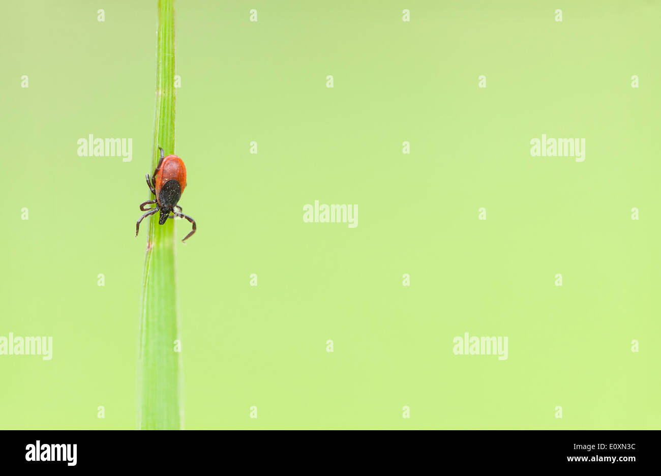 Immagine macro di un piccolo segno di spunta rosso insetto su una pianta verde foglia Foto Stock