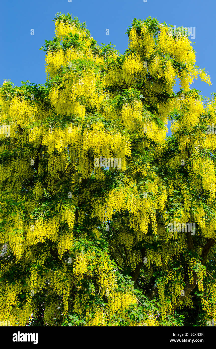 Laburnum in fiore in primavera Foto Stock