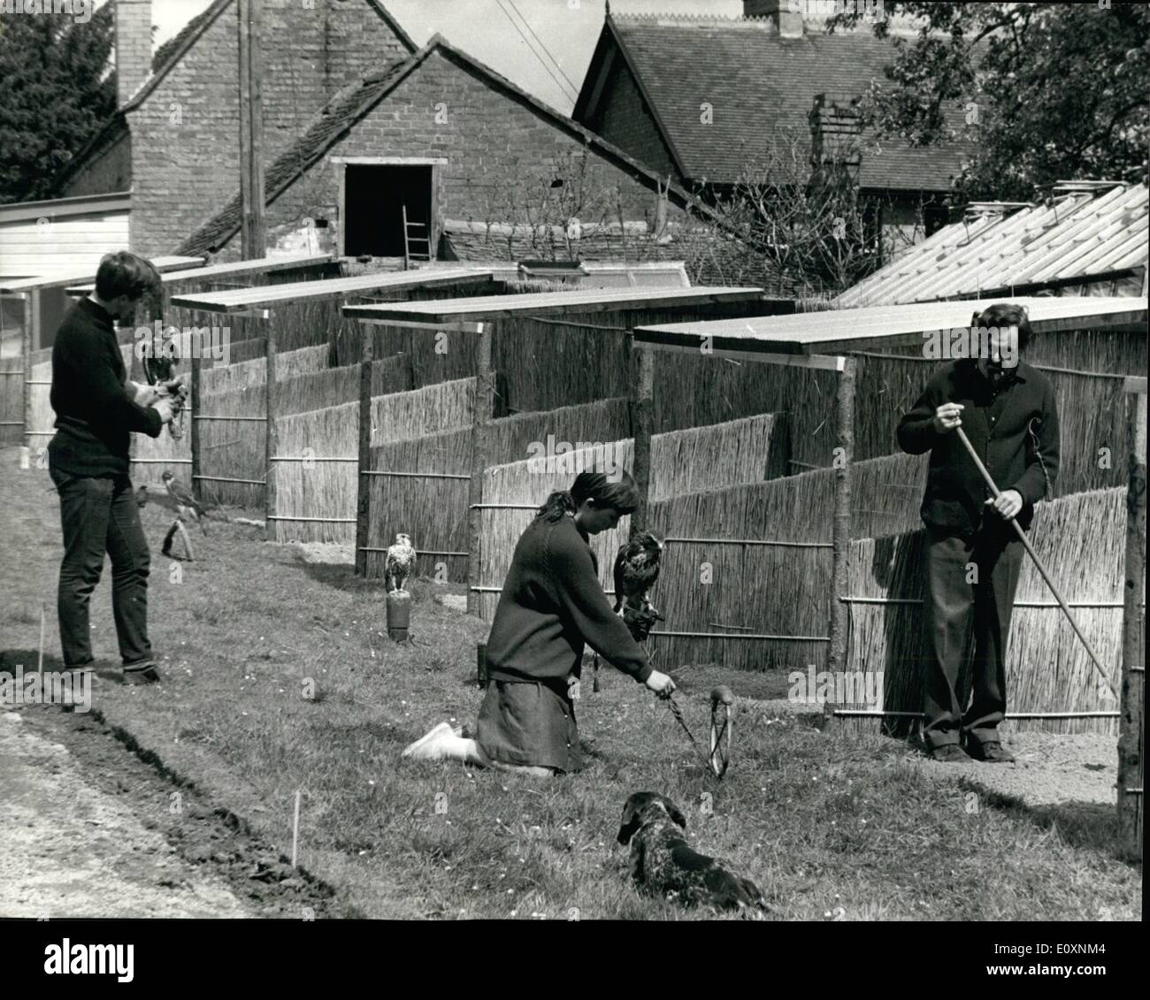 Giugno 19, 1967 - 19.6.67 BritainÃ¢â'¬â"¢s prima scuola di falconeria Ã¢â'¬â€oe La foto mostra: il Sig. Philip Glasier, 51, raffigurata a destra, Foto Stock