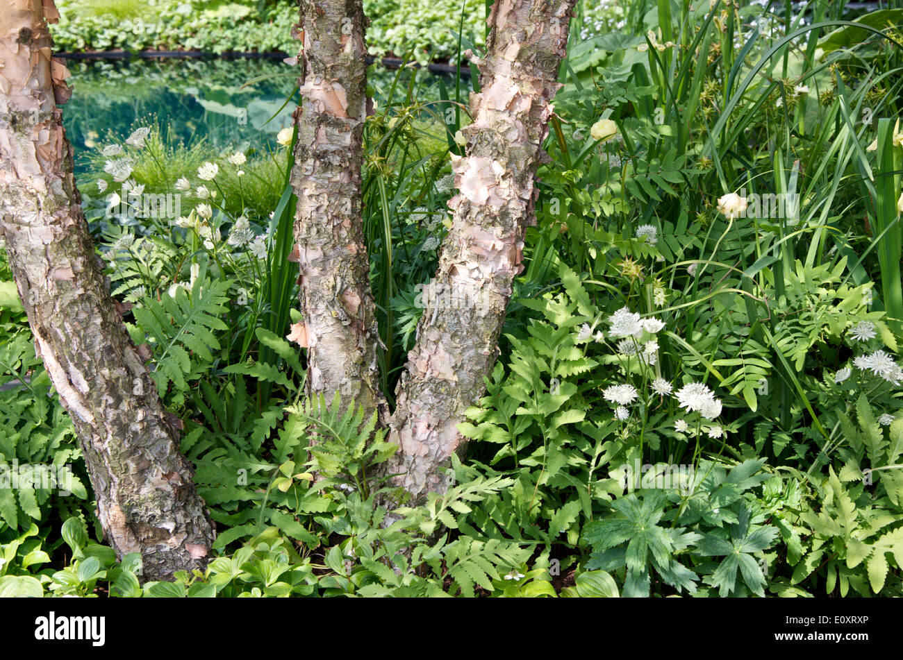 Il cratere di miniera di stagno e piantare la medaglia d oro giardino vincente "No Man's Land: ABF il soldato' la carità in giardino per le celebrazioni del centenario della prima guerra mondiale ", a RHS Chelsea Flower Show 2014, progettato da Charlotte Rowe Foto Stock