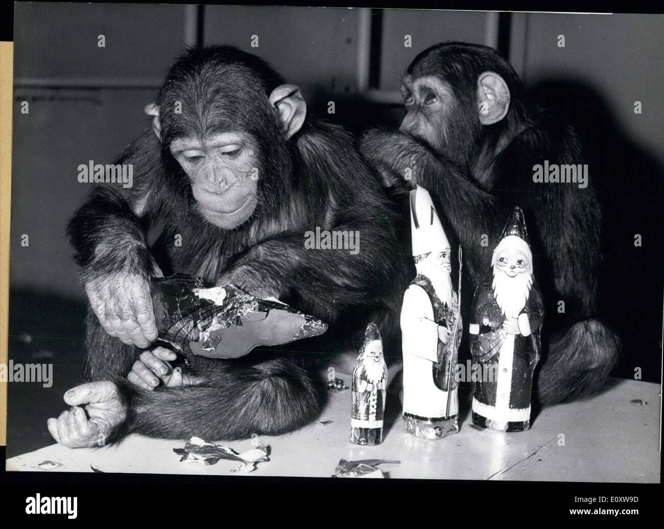 Nov. 22, 1967 - Michl la scimpanzé non si preoccupa di San Nicholaus; egli desidera solo che alla cioccolata all'interno. Fanny sembra avere molto di più il controllo di auto a suo partner. Guardando il cielo come se egli sta guardando. Questi scimpanzé sono da Zoo di Hellabrunn di Monaco di Baviera. Foto Stock