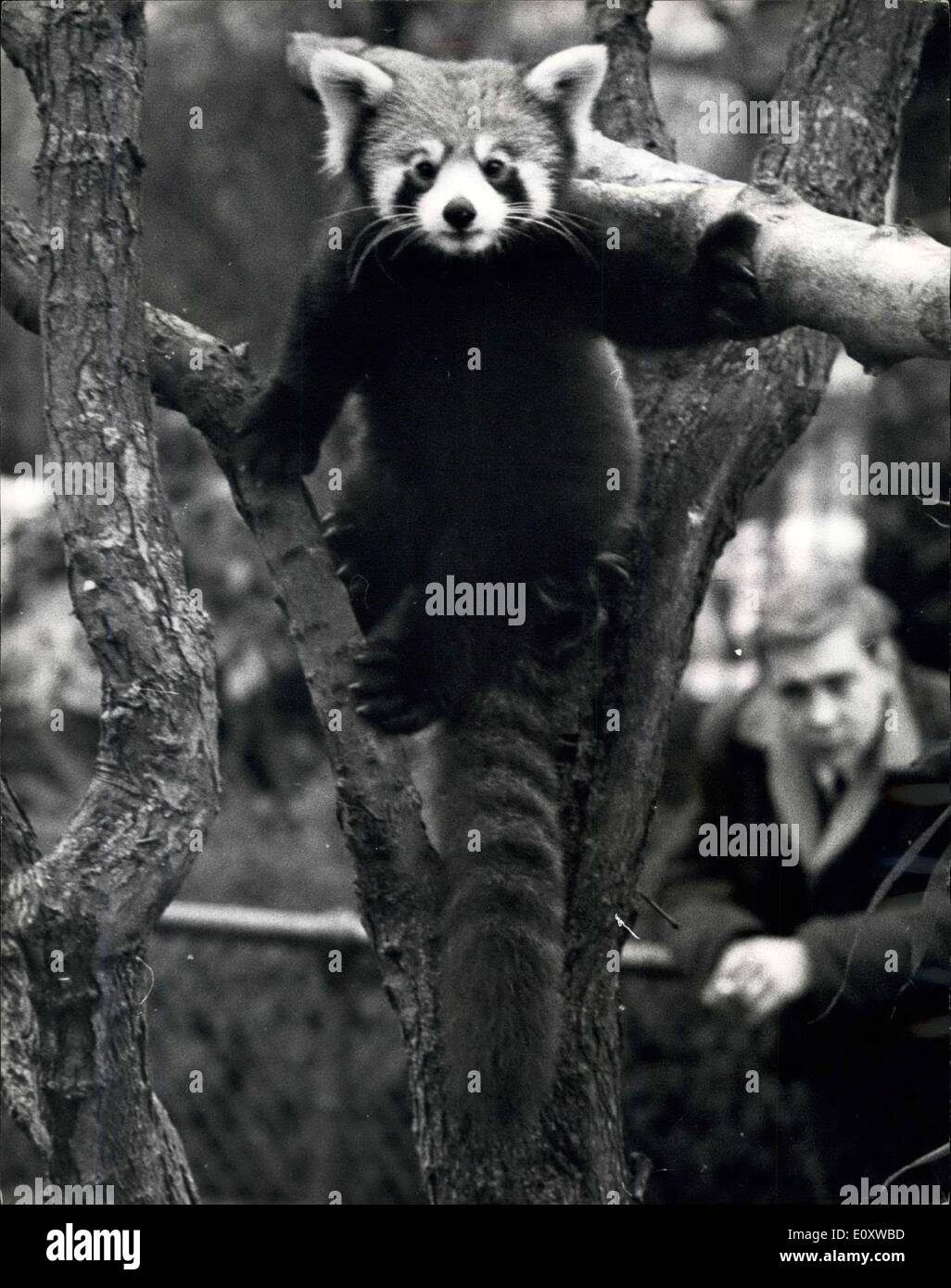 Dic. 06, 1967 - i panda rossi a vista presso lo Zoo di Londra. In mostra presso lo Zoo di Londra per la prima volta questa mattina. sono state ''Rama'' (maschio) e ''Suka'' (femmina), due-anno vecchio rosso o panda minore, acquistato di recente dalla zoo di Brema. Sono arrivato al London Zoo in ottobre, e ora che la routine di controllo veterinario-ups su di essi sono stati completati in ospedale per animali, essi sono stati trasferiti al vecchio Otter piscina, che è stato appositamente studiato per ospitare loro. Essi sono il primo panda rosso per essere visto presso lo Zoo di Londra dal 1962 Foto Stock