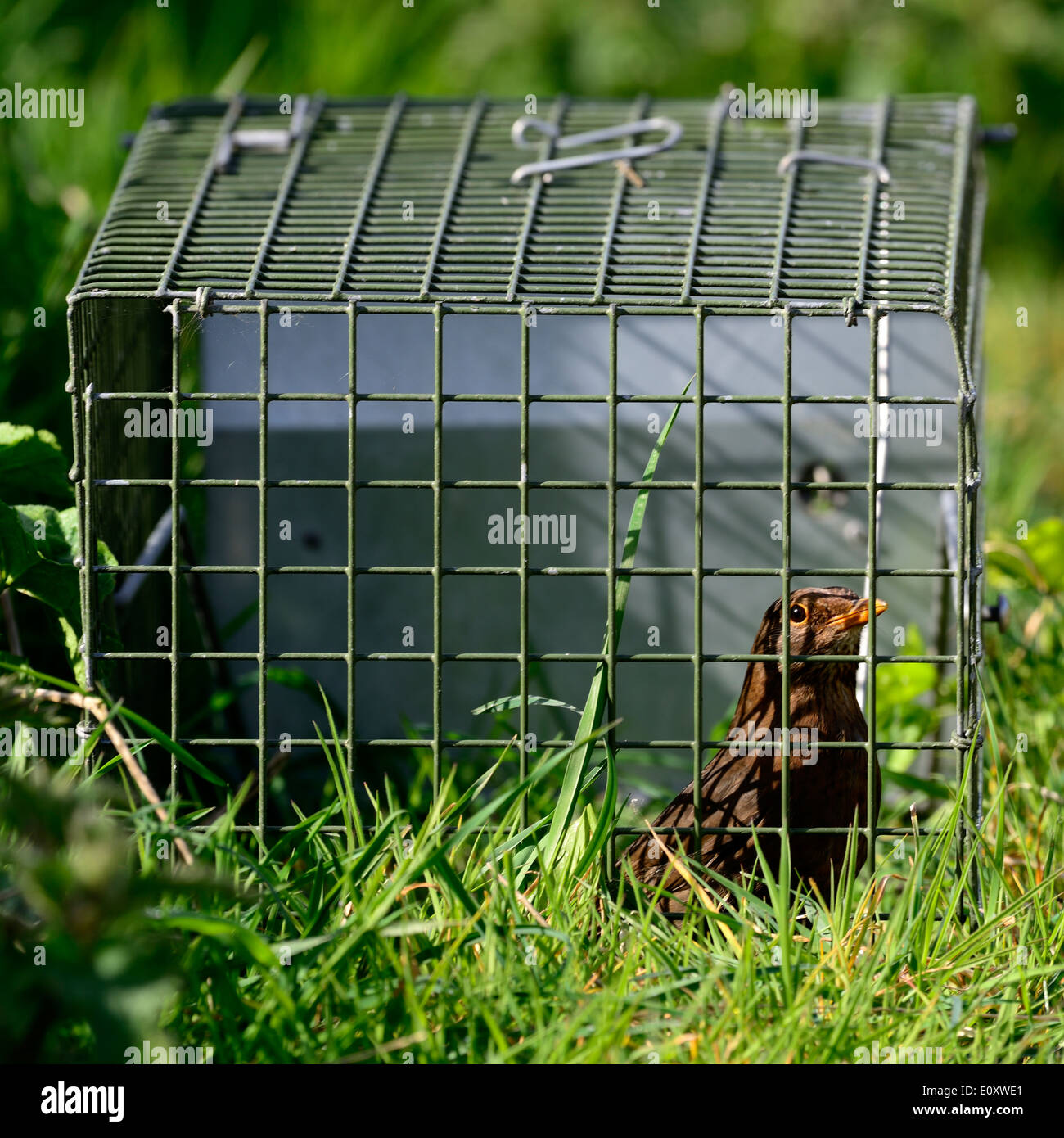 Merlo femmina,Turdus merula,catturati in una gabbia trap utilizzato da Pest Control company per la cattura di conigli.Manningtree,UK Foto Stock