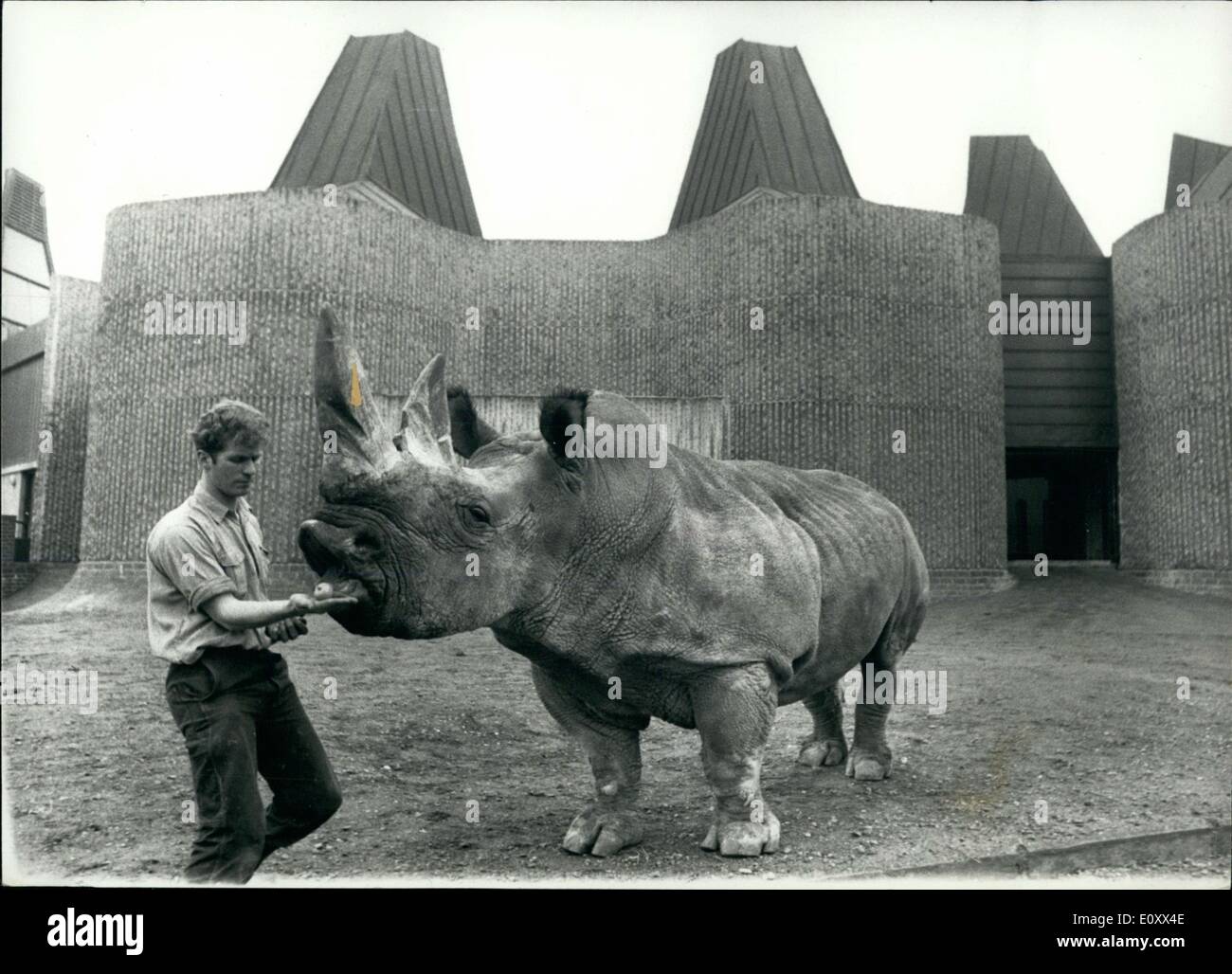 Gen 01, 1968 - Casa costruita per i rinoceronti si aggiudica il premio.: Ben e Mashobeni, il rinoceronte bianco presso lo Zoo di Londra hanno una casa unifamiliare con riscaldamento centralizzato e un laghetto in giardino; un luogo di tale design eccellente che ieri ha vinto un encomio dal Civic Trust. Solo un fattore mars altrimenti un magico scenario domestico. Dopo aver vissuto insieme per due anni, non hanno bambini. Nessuno è abbastanza sicuro perché. Il loro detentore, il sig. Stan Smith, si è avventurato il parere che Mashobeni è stata vincente, ma Ben aveva mostrato alcun interesse. Può anche essere che i rinoceronti bianchi non hanno mai ancora allevati in cattività Foto Stock