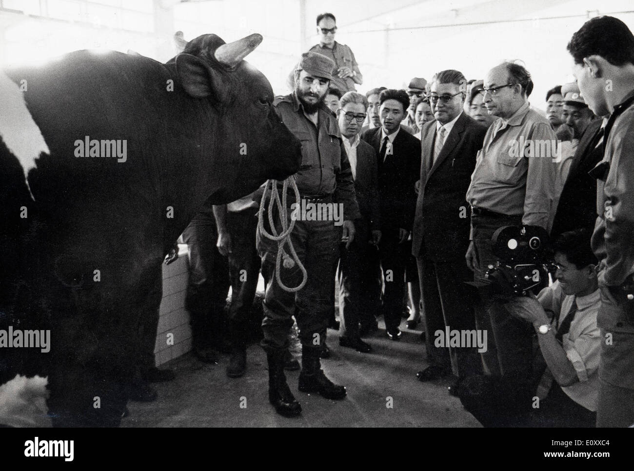 Fidel Castro con un grande bull mucca Foto Stock