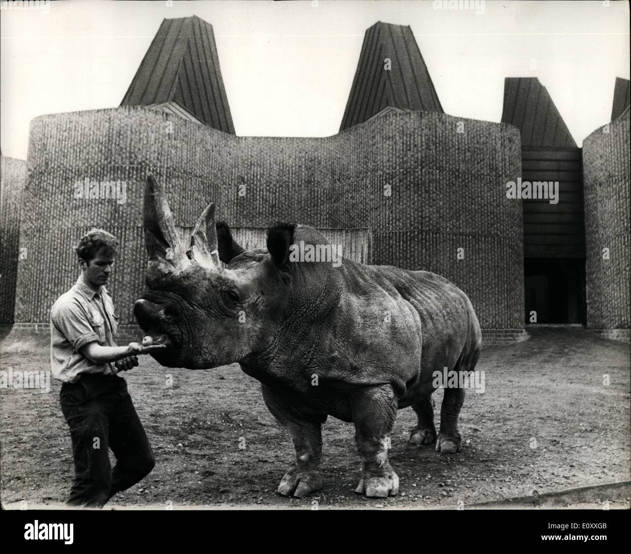 Gen 01, 1968 - Casa costruita per i rinoceronti si aggiudica il premio; Ben e Mashobeni, il rinoceronte bianco presso lo Zoo di Londra hanno una casa unifamiliare con Foto Stock