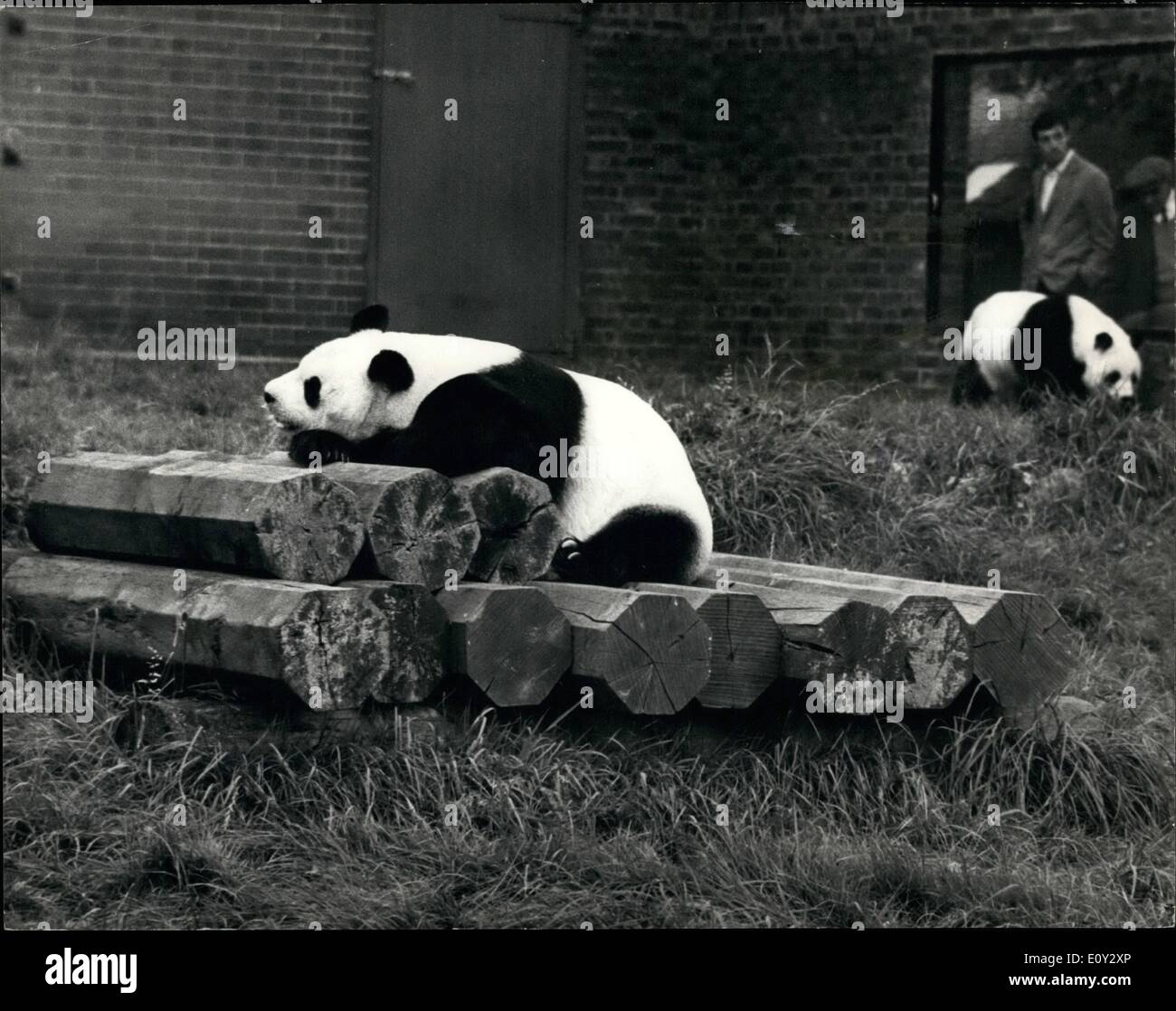 Sett. 09, 1968 - Attesa per il confronto: An-An il russo gaint Panda, è presso il London Zoo, il continuare il suo fidanzamento con Chi-Chi, finora nessuna fortuna. La foto mostra An-An non sembrano interessati a Chi-Chi come lei a piedi da in background. Foto Stock