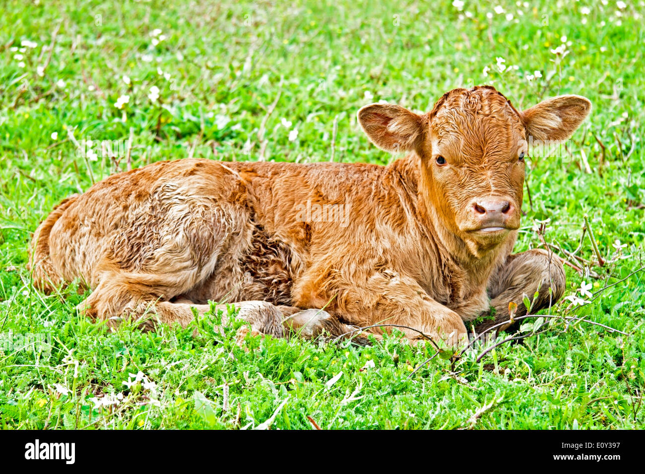 Nuovo vitello nato nel prato in primavera Foto Stock