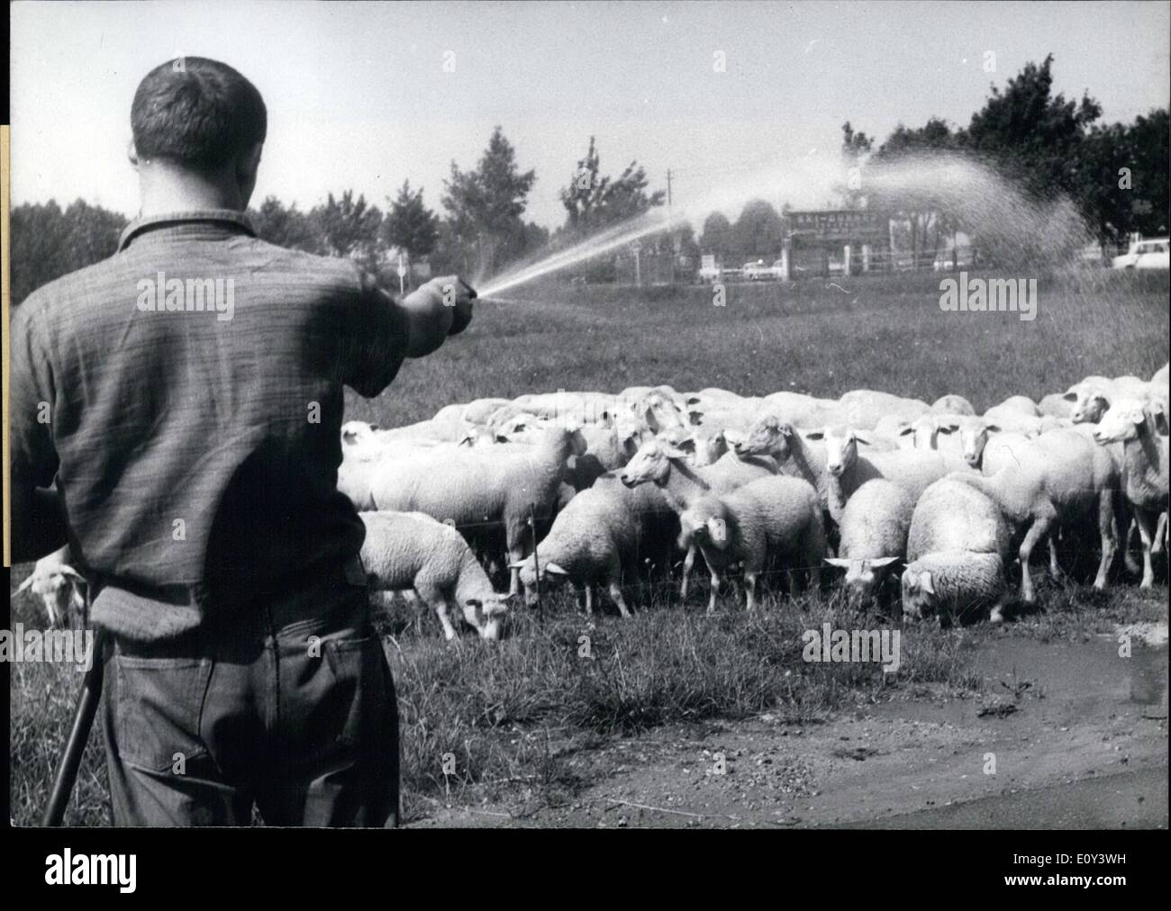 Lug. 07, 1968 - A qualcuno piace caldo... e queste pecore hanno certamente esso caldo. A dispetto del loro spessore, wooly esterno riescono abbastanza bene in questo clima caldo con poca acqua. Essi non sono tuttavia oggetto di questo bel getto di acqua fredda. Giornalisti americani ad Amburgo. Foto Stock