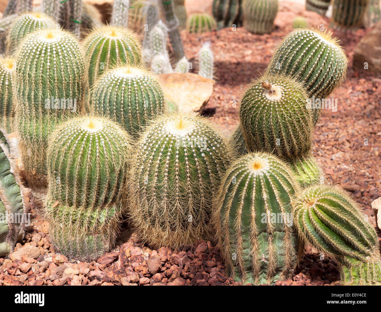 Fiore di Cactus piante ornamentali piante tollerano il calore Foto Stock