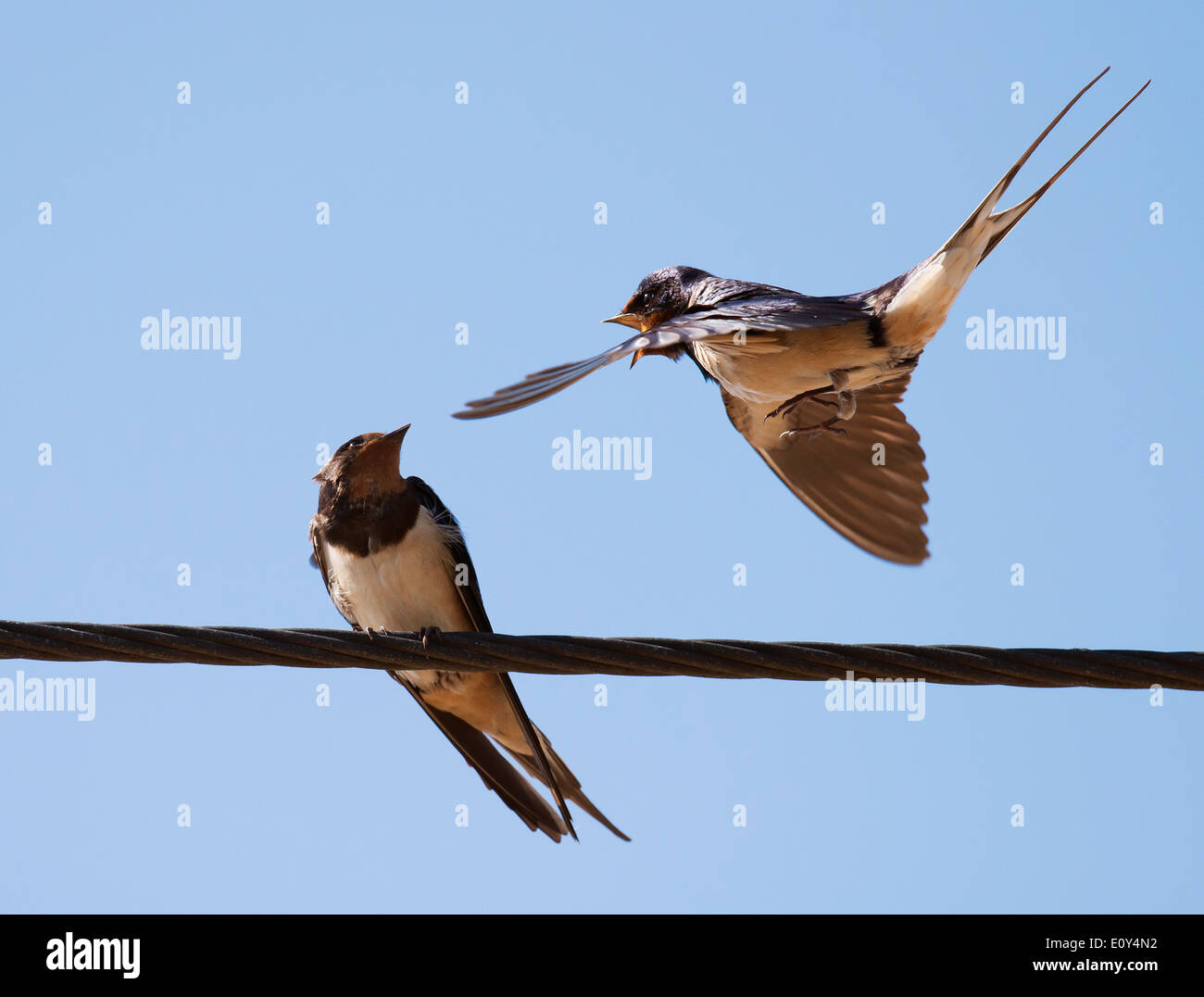 Swallow Hirundo rustica in volo per entrare a far parte di mate sul filo del telefono Foto Stock