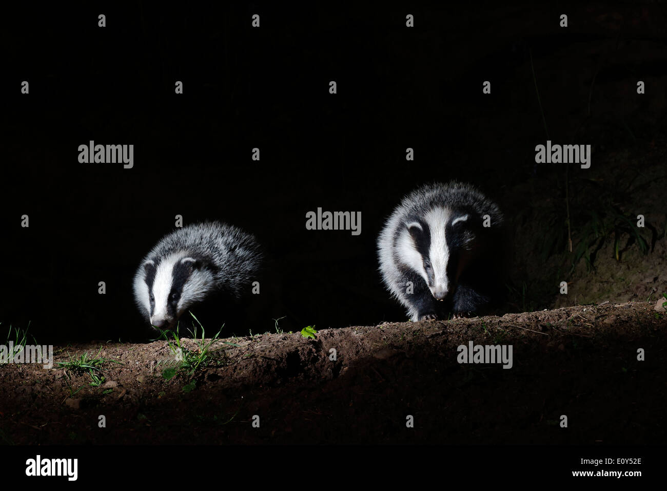 Badger, Meles meles, due mammiferi a impostare, Warwickshire, Maggio 2014 Foto Stock