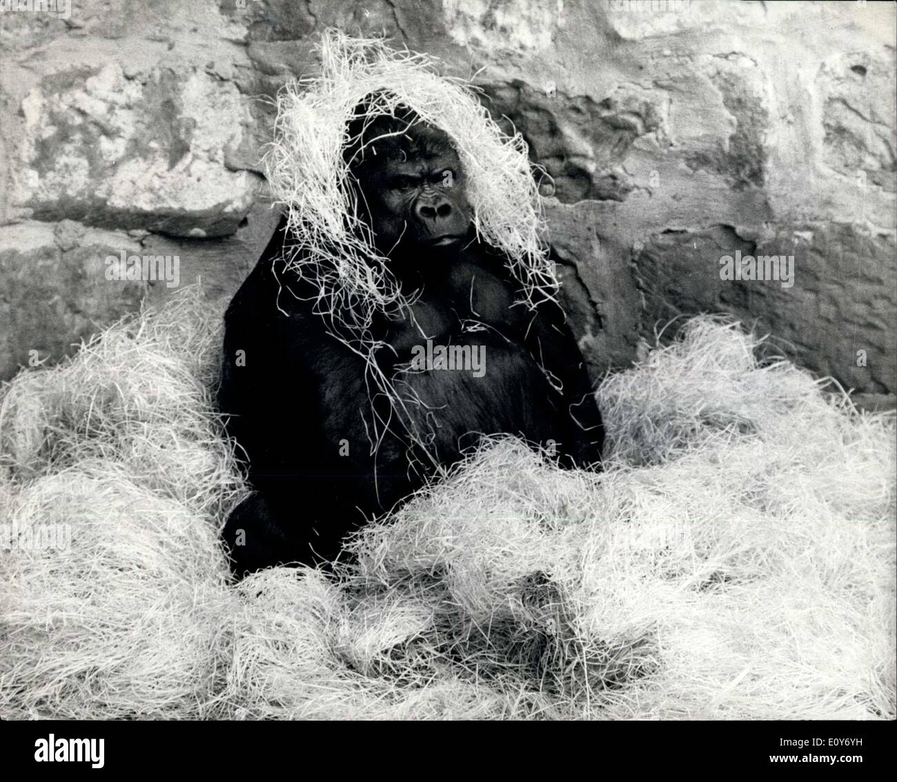 Mar 04, 1969 - Chester Zoo Gorilla in gravidanza: Non vi era un extra grande aiutare di trucioli di legno durante i fine settimana per lo Zoo di Chester è in stato di gravidanza, gorilla Noelle, (paglia è stata abbandonata quando i detentori hanno scoperto la connessione con il raffreddore e starnuti), e come si avvicina il grande evento, la tensione si accumula nella casa tropicale dove Noelle e il padre, Mukisi, sono alloggiati in composti separati Foto Stock