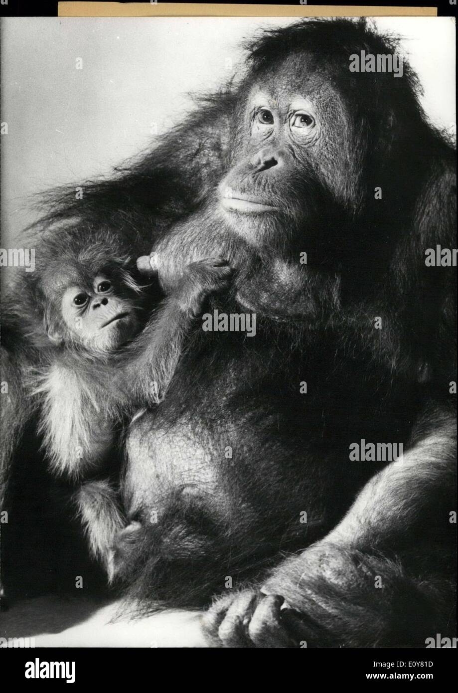 Gen 09, 1969 - nella foto è baby orangutan ''Frank'', chiamato dopo Frank Borman della ''Apollo VIII'' la missione e la sua madre. Frank è la seconda orangutan bambino nato a lo zoo di Francoforte nel 1968. Foto Stock