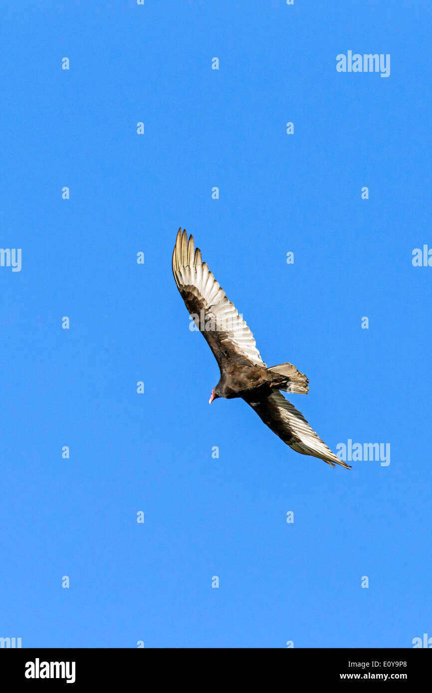 La Turchia Vulture (Cathartes aura), Turchia poiana, genere Cathartes, famiglia Cathartidae, volare contro il blu cobalto del cielo del Colorado. Foto Stock