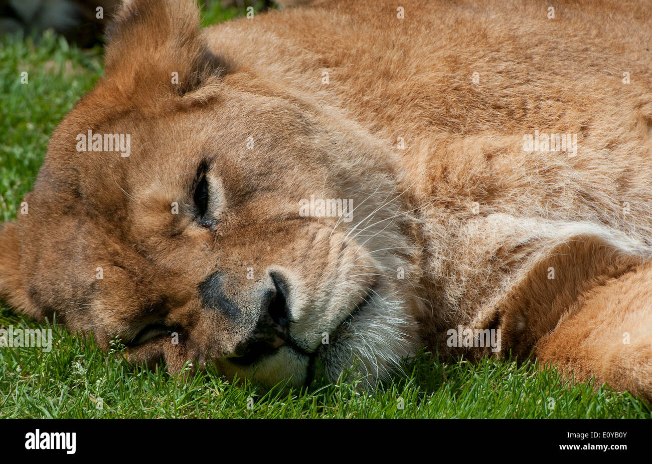 Leonessa dormire sdraiati sull'erba Foto Stock
