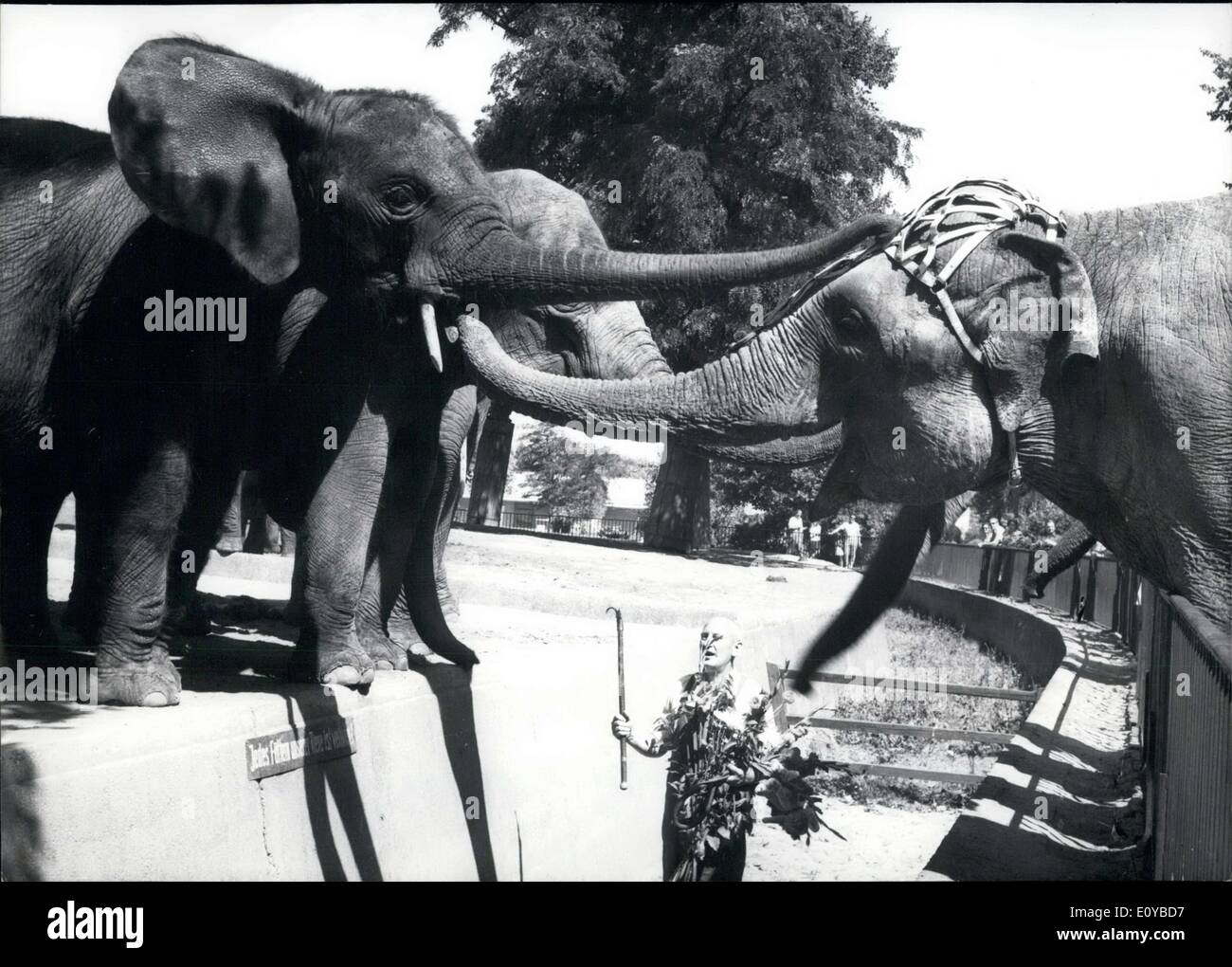 Agosto 01, 1969 - Questi elefanti indiani sono saluto uno un altro. I due sulla sinistra appartengono allo Zoo di Berlino, mentre quella di Foto Stock