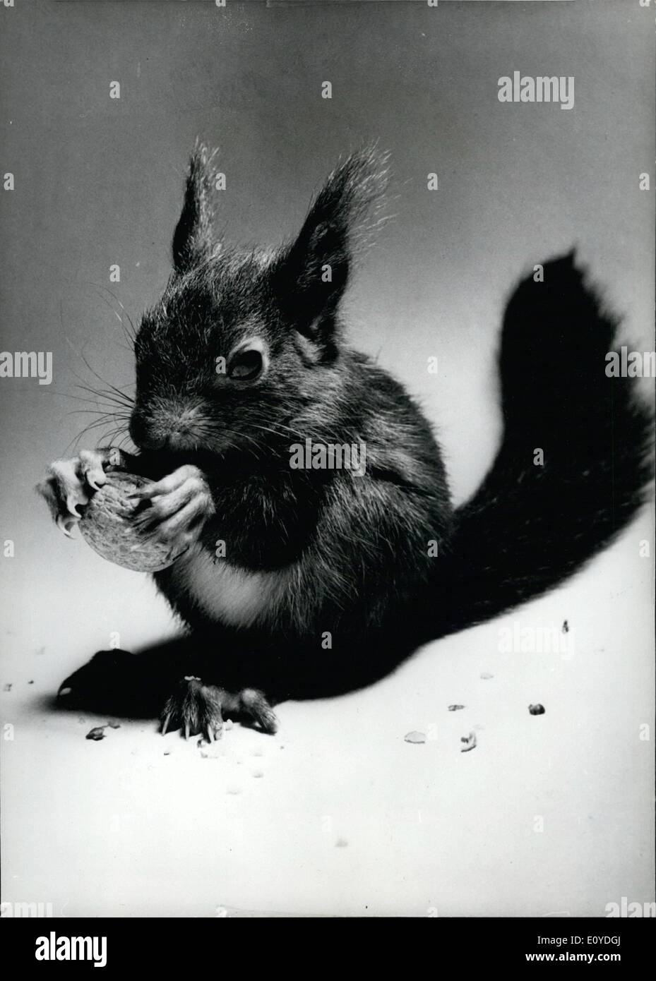 Il 12 Dic. 1969 - didascalie è un po' divertente ''interno-monologo'' dalla foto di scoiattolo. Questo inverno sarà un ''dado duro'' per noi animali! Ma, personalmente, io non sono troppo preoccupati da quando ho iniziato a lavorare per l'inverno all'inizio. Ho un ''Azione Squirrel'', sono fermamente del bel Foto Stock