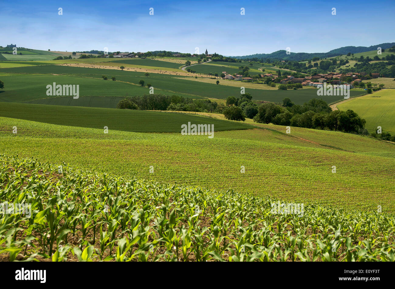 Terreni agricoli di laminazione nei pressi del villaggio di Limagne, Puy de Dome, regione Auvergne, Francia Foto Stock