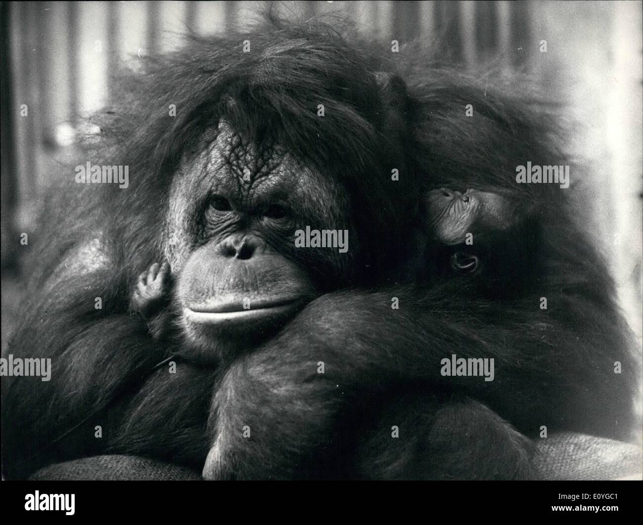 Apr. 04, 1970 - un piede con le dita sulla madre sua guancia: un orango è nato ieri nel giardino zoologico di Basilea (Svizzera). La foto mostra il nuovo nato e due ore di vecchio bambino nelle braccia della madre e denominato ''Elsie' Foto Stock
