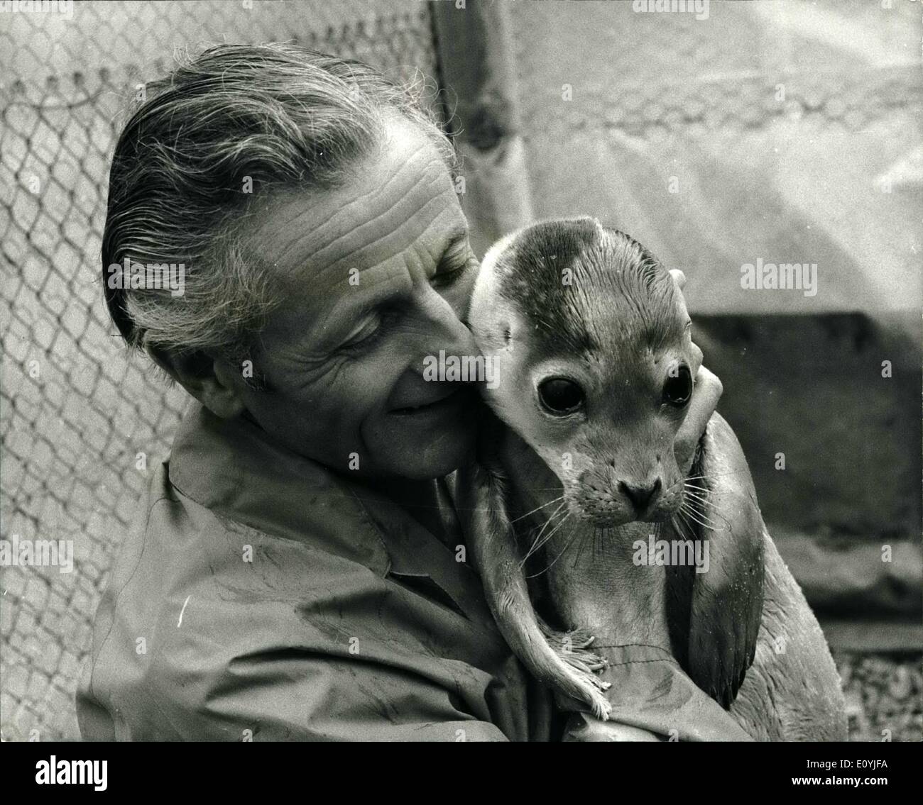 Lug. 07, 1970 - cuccioli di foca salvato dalla morte televisione naturalista PHILIP WAYRE ha salvato tre guarnizioni bambino dalla morte per pagare i cacciatori di tenuta nel lavaggio 12 per ciascun cucciolo - due volte l'importo che vale la pena quando girato per la loro pelte, Signor, WAVNE, che ha introdotto ITVie LA SOPRAVVIVENZA gioco tiene il bambino guarnizioni in piscina a Norfolk Wild Life Park, whioh lei corre. Il cacciatore. sono attesi per uccidere fino a 800 cuccioli di foca nel lavaggio questo ..aeon, MOSTRA FOTOGRAFICA: PHILIP WAYRE rende amici con uno dei tre baby aeale ha salvato da una morte quasi certa. Foto Stock