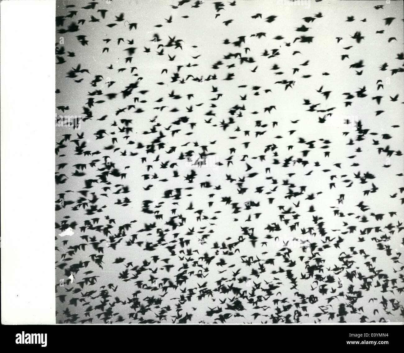 Ottobre 10, 1970 - South Bound starling, su Ungheria; decine di migliaia di starling sono state raffigurate guidato verso sud nella regione compresa tra il Danubio e il Tiaza fiumi in Ungheria di recente. I proprietari della vigna mantenere una attenzione a guardare oltre le loro colture, perché uno stormo di storni è in grado di ''annata'' sei o sette acri di uve in breve un mezz'ora. Foto Stock