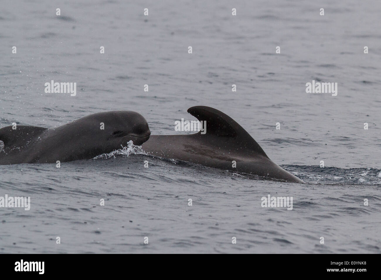 I giovani a breve alettato di Balene Pilota (Globicephala macrorhynchus) e adulto, Tenerife Foto Stock