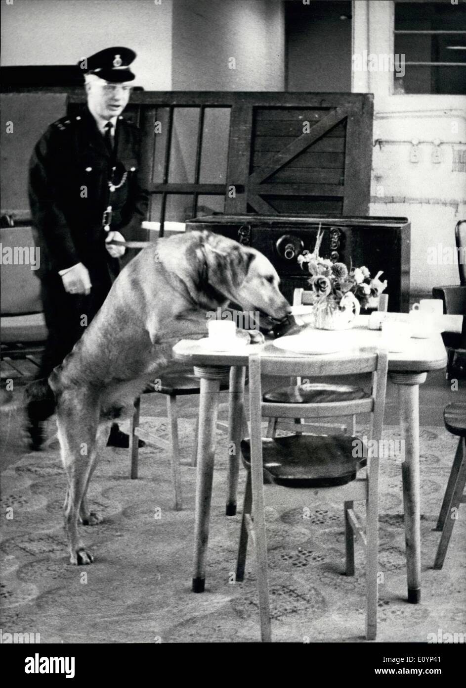 Gen 01, 1971 - Dal giugno 1970, la polizia cane ''MAX'' un pastore tedesco cane assistito dal suo gestore P.C. Charles Peto di P DIVISIONE, sono state la formazione a Keston Metropolitan Police di addestramento del cane stabilimento con lo scopo di cercare di esplosivi. Ora alla fine della sua formazione "'MAX'' è il cane da solo nel mondo treni per questo significato, e la sua ora sul dazio in ed intorno a Londra. La foto mostra la polizia cane max trova le materie ed oggetti esplosivi che sono stati nascosti all'interno di una radio a transistor su un tavolo in una stanza con lui è il suo gestore P.C. Charles Peto. Foto Stock