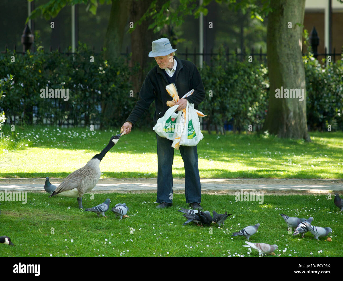 Il vecchio uomo alimentazione di uccelli nel Parco Leopold a Bruxelles, in Belgio Foto Stock