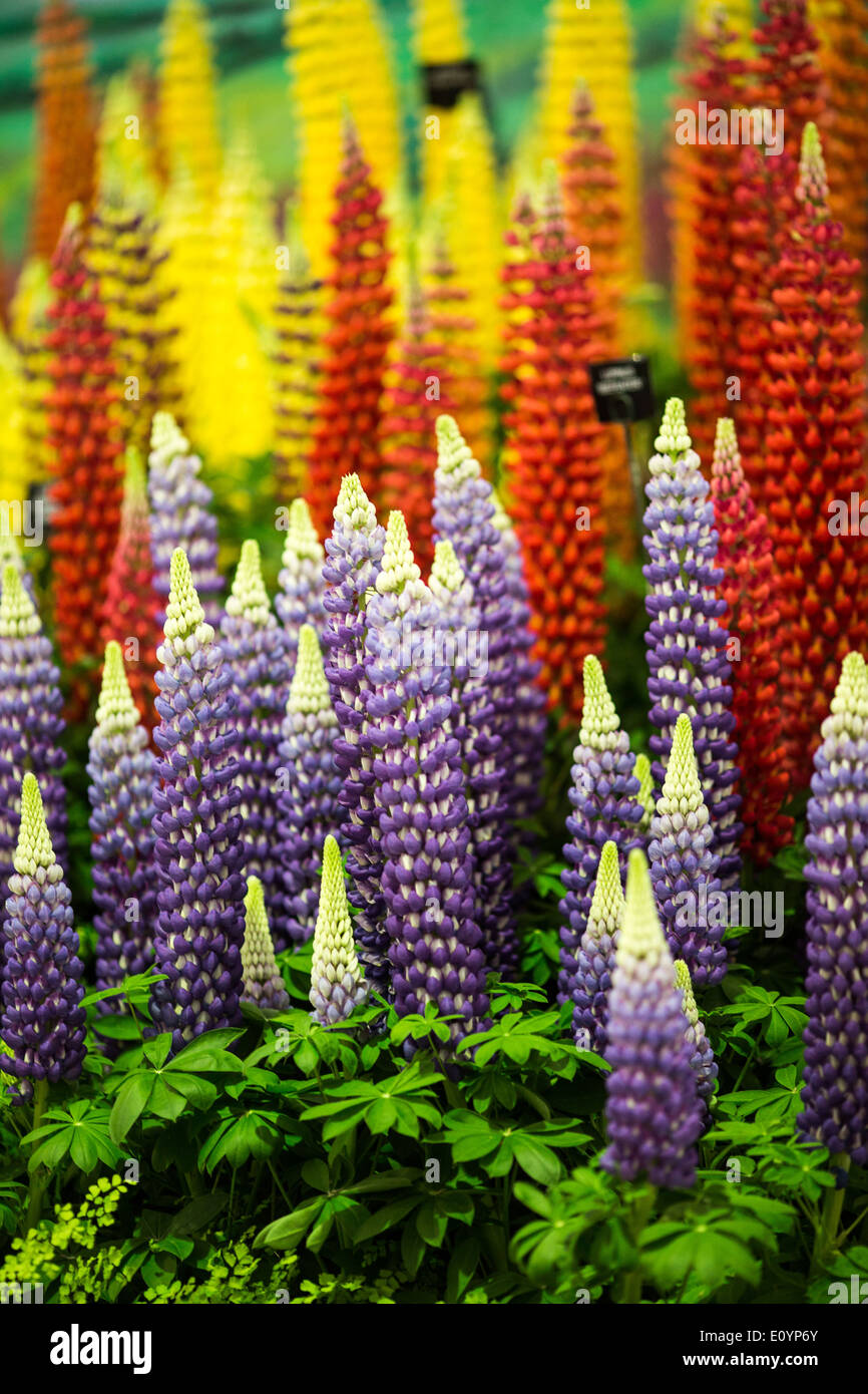 Londra, UK, 19 maggio 2014. RHS Chelsea Flower Show 2014 sponsorizzato da M&G. Foto Stock
