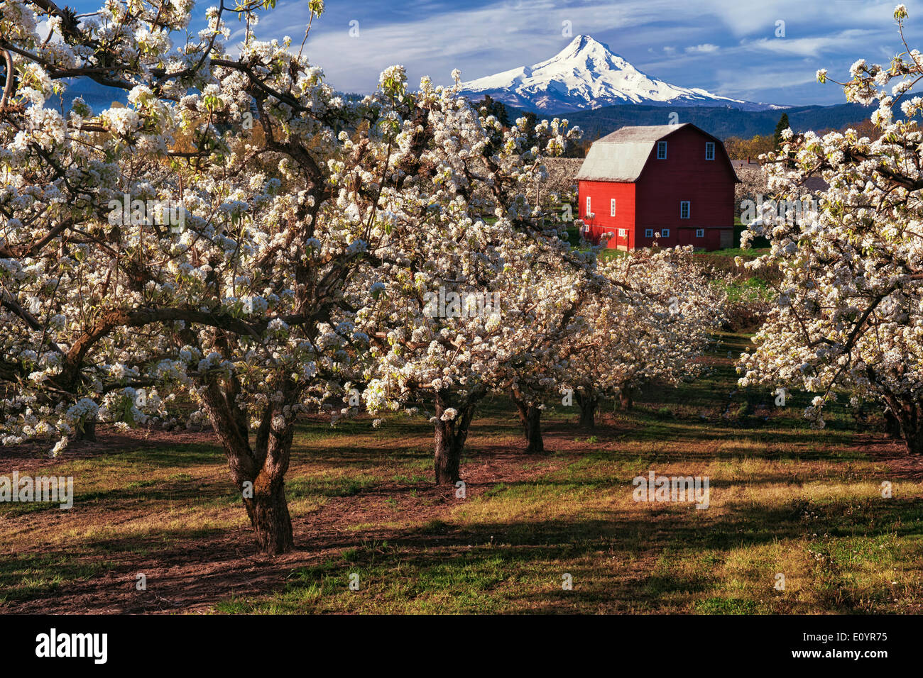 Bella mattina di aprile in Hood River Valley con picco di fioritura della pera frutteti e Oregon il picco più alto, cappa di Mt. Foto Stock