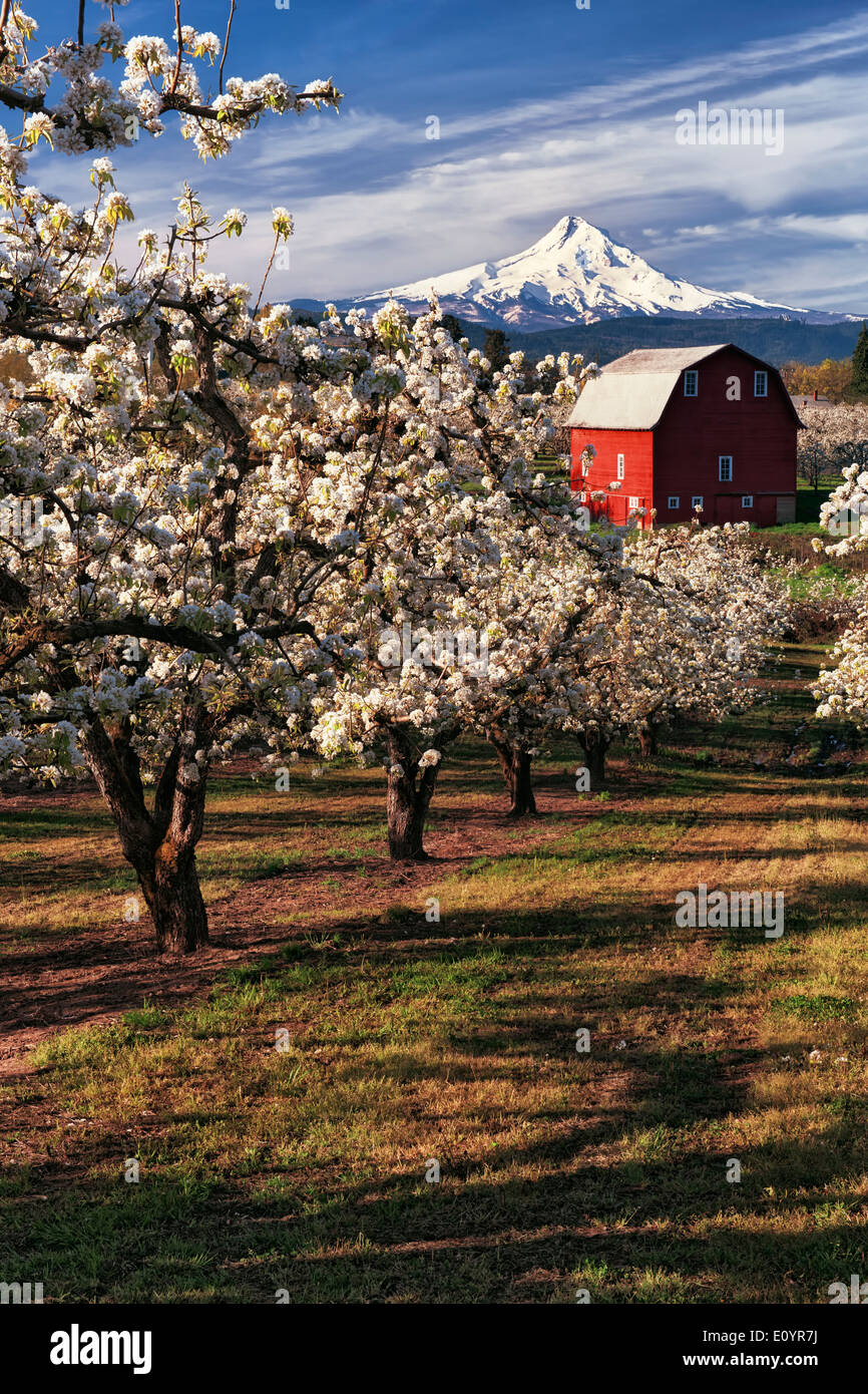 Bella mattina di aprile in Hood River Valley con picco di fioritura della pera frutteti e Oregon il picco più alto, cappa di Mt. Foto Stock