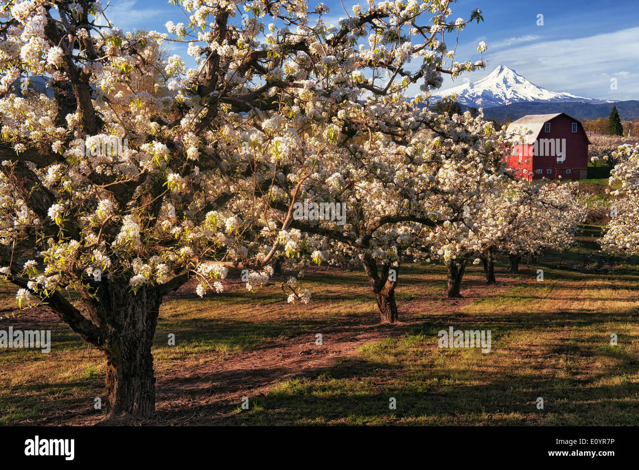 Bella mattina di aprile in Hood River Valley con picco di fioritura della pera frutteti e Oregon il picco più alto, cappa di Mt. Foto Stock