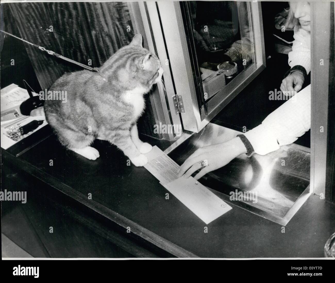 Maggio 05, 1971 - ''Toffee'' deve stare in un hotel per la Vita: mentre il suo maestro salpa per l'Australia, 17-anno-vecchio ''Toffee'', si assesta nella sua nuova casa sapendo che egli è probabilmente il gatto solo in Inghilterra con il suo conto in banca - per quando ex Torquay albergatori e monocamera proprietario, il sig. Geoffrey Loffrey Loftus, sua moglie e la famiglia ha deciso di emigrare in Australia, il problema di che cosa fare con la caramella mou, la famiglia pat per 17 anni, fu una delle più importanti. La famiglia ritiene che il viaggio in Australia potrebbe essere troppo per un gatto di caramella mou di anni. La signora Foto Stock