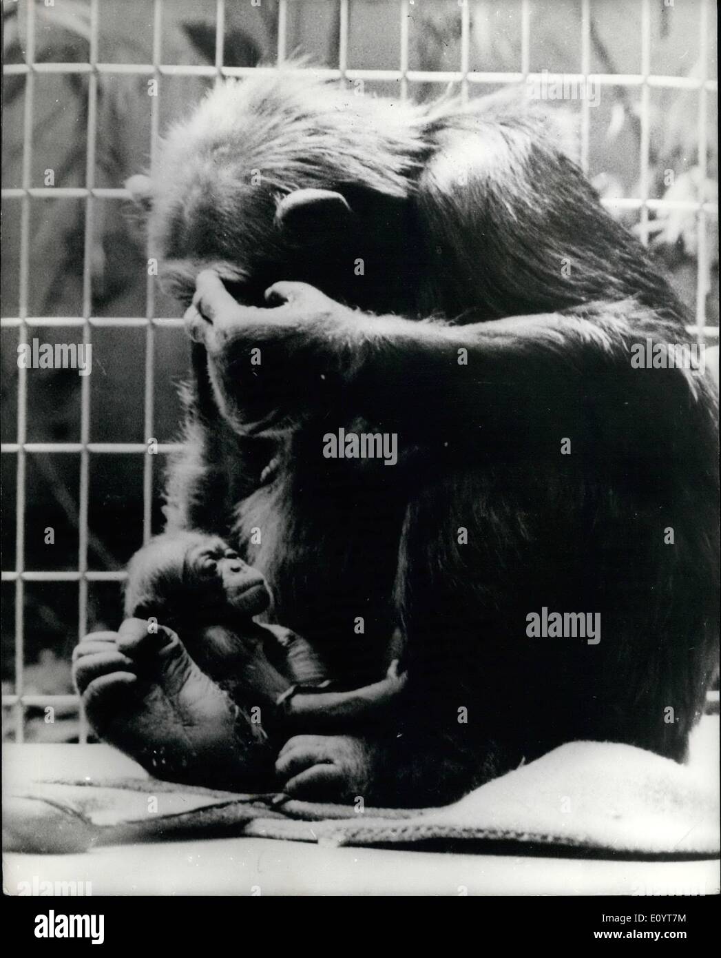 Maggio 05, 1971 - Un altro bambino e la madre Immagine: a seguito della recente nascita di un bambino gorilla nella famosa in tutto il mondo di ape-casa a Foto Stock