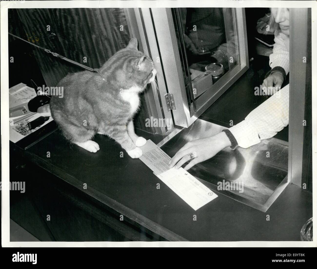 Maggio 05, 1971 - ''Toffee'' deve stare in un hotel per la Vita: mentre il suo maestro salpa per l'Australia, 17-anno-vecchio ''Toffee'', si assesta nella sua nuova casa sapendo che egli è probabilmente il gatto solo in Inghilterra con il suo conto in banca - per quando ex Torquay albergatori e monocamera proprietario, -Mrs,. Geoffrey Loftus, sua moglie e la famiglia ha deciso di emigrare in Australia, il problema di che cosa fare con la caramella mou, la famiglia pet per 17 anni, fu una delle più importanti. La famiglia ritiene che il viaggio in Australia sarebbe troppo per un gatto di caramella mou di anni. La signora Foto Stock