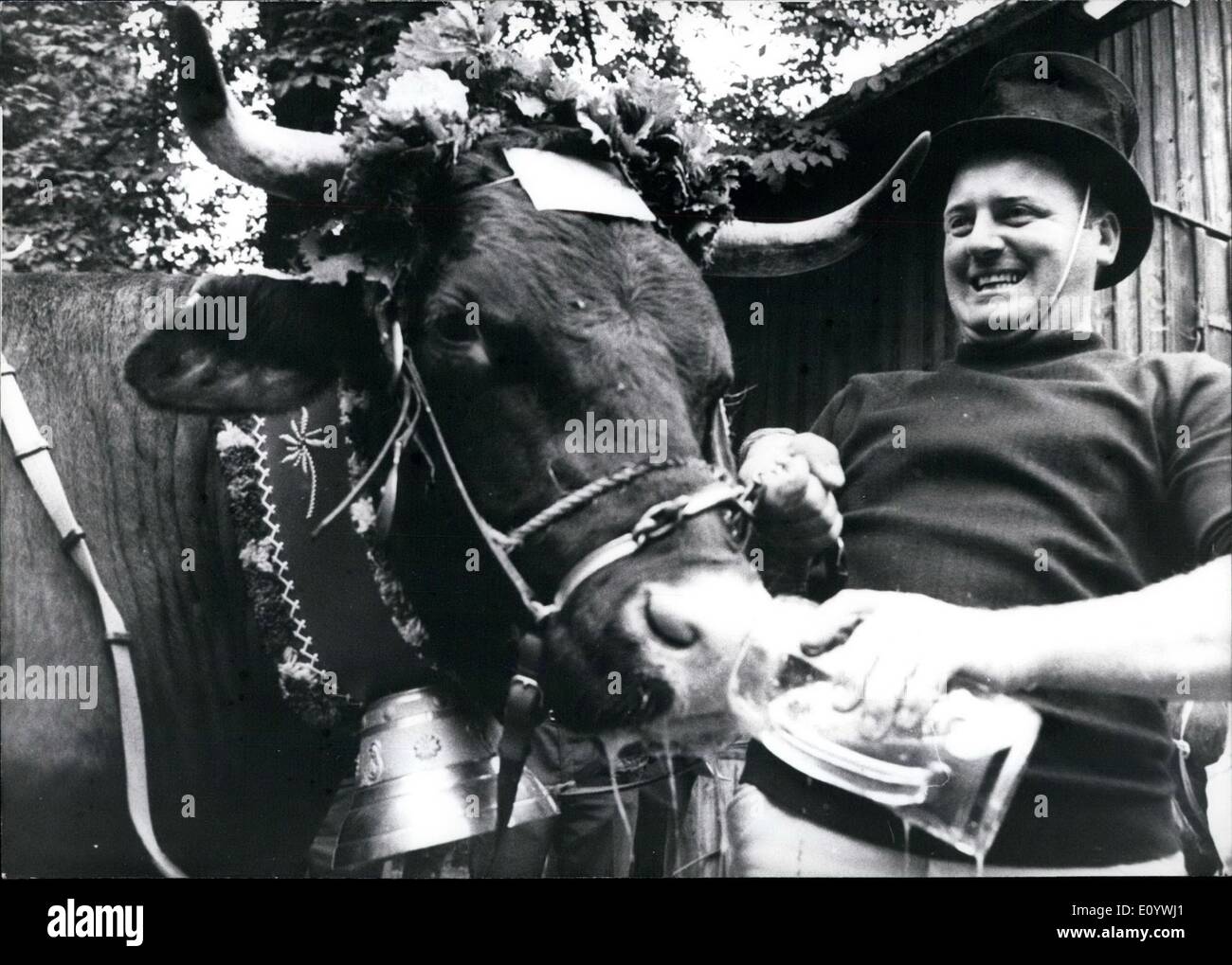 Agosto 08, 1971 - Tradizionale Ox-Race a Dachau vicino a Monaco di Baviera (Occidentale-germania), evidenziare la tradizionale fiera a Dachau... (Nei pressi di Monaco di Baviera/Baviera) era, come ogni anno, il solo ox-gara in Baviera. Sei sistemi operativi pesanti dalla Baviera e un bufalo indiano come ''guest'' correva lungo i circa 880 yard di distanza. Quasi 60.000 spettatori hanno seguito la gara. La foto mostra anche un '"Push'' cou;d'nt aiutare il bufalo indiano ''Yak I", egli divenne ultimo. Foto Stock