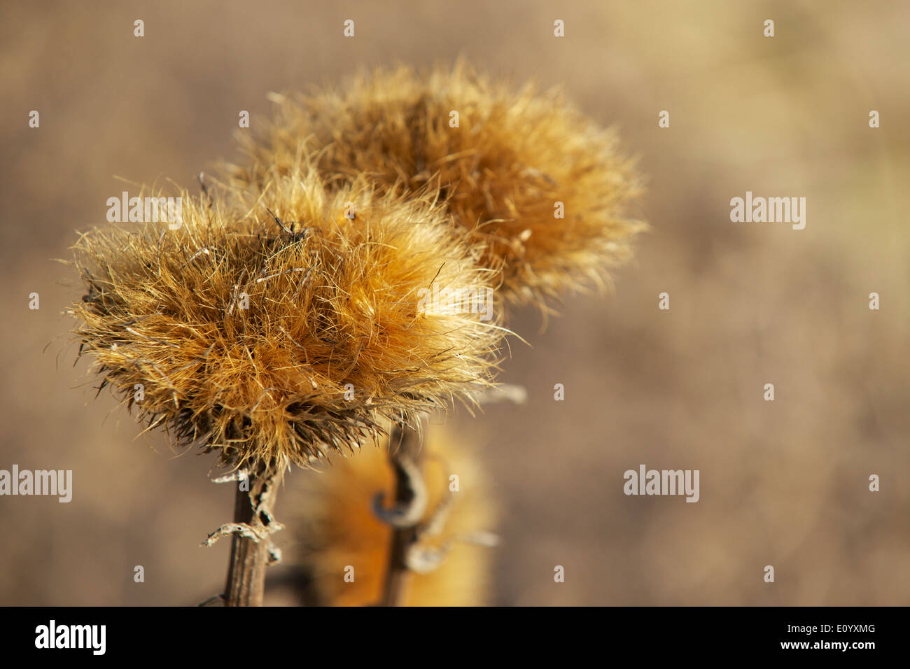 Thistle secco presso il giardino botanico, Berlino Foto Stock