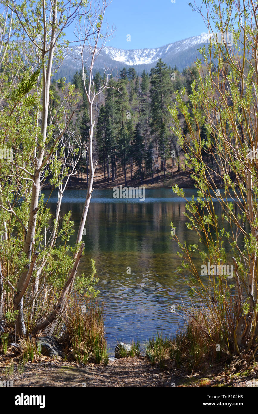 Guardando attraverso gli alberi a Jenks Lago e sullo sfondo dei pini e delle montagne innevate. Foto Stock