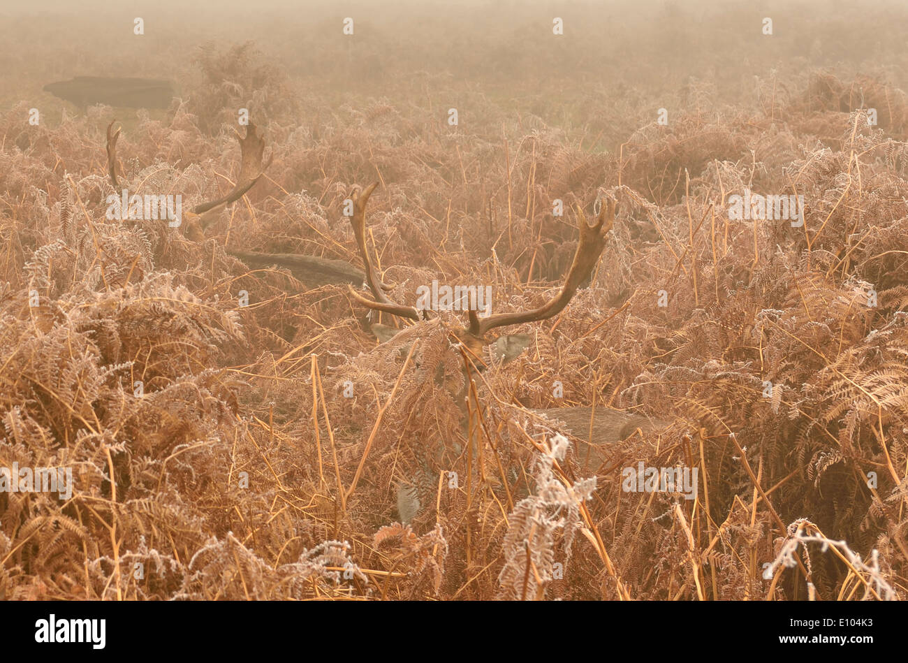 Daini bucks appoggiata in essiccato bracken, Bushy Park, London, Regno Unito Foto Stock