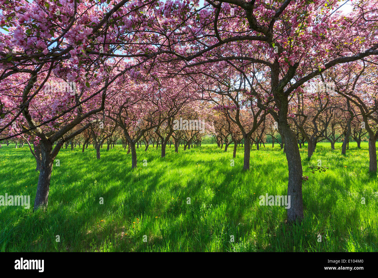 Alberi con fiori di colore rosa in un parco Foto Stock