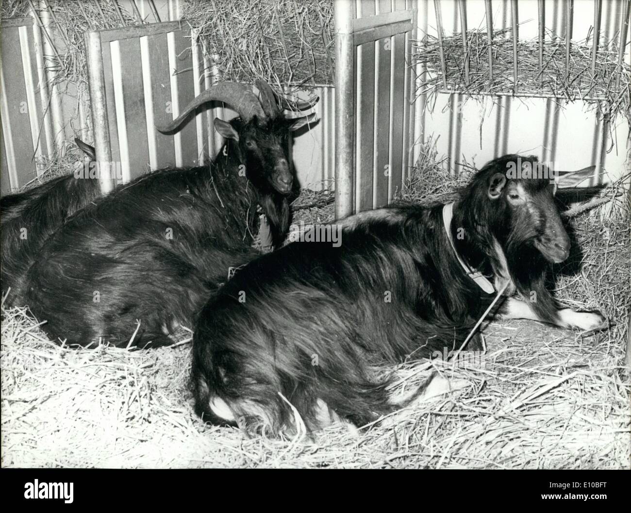 Mar 03, 1972 - Il 9° International Fiera Agricola che appena aperto presso la Porte de Versailles a Parigi ha presentato diversi esemplari di animali che rappresentano una campionatura di quelli qui sollevate in Francia. Ecco una foto di due capre. Quella a sinistra è chiamato Foto Stock
