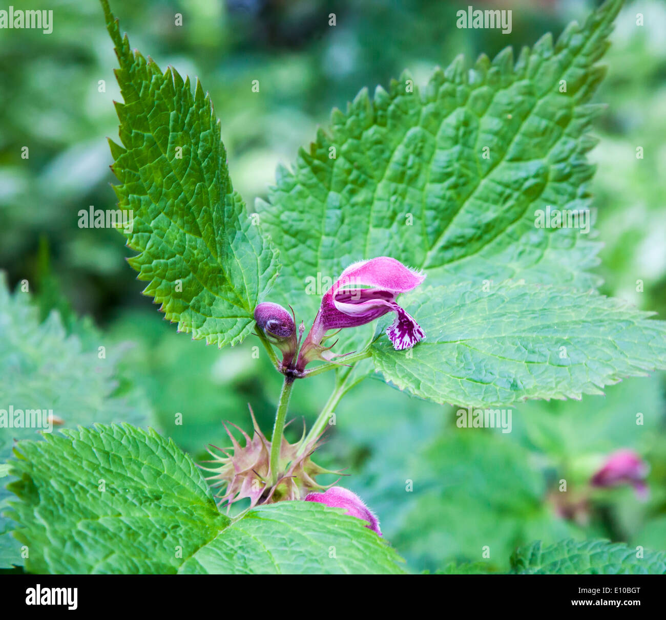 Fiori viola di un tipo di dead ortica, Lamium orvala Foto Stock