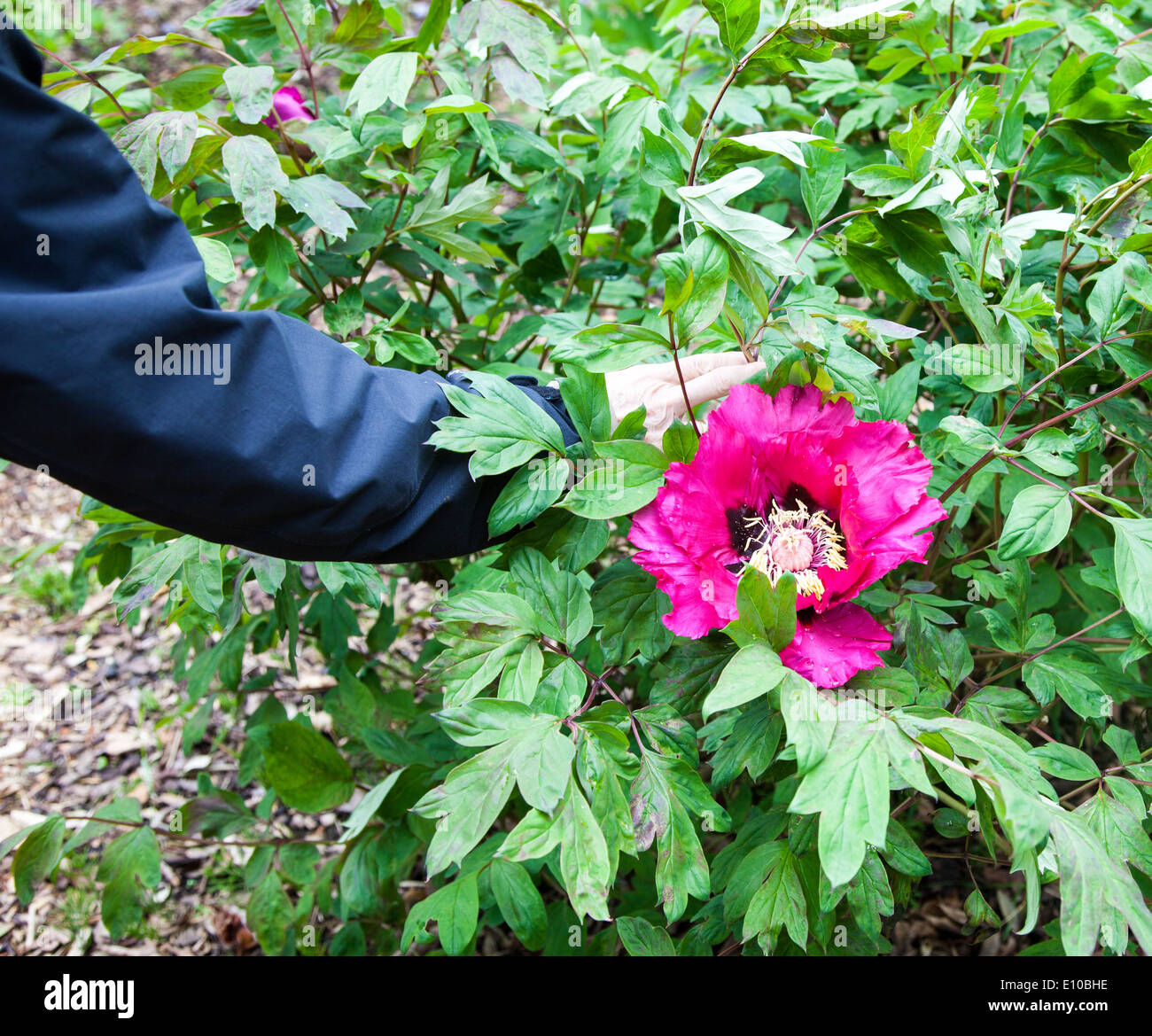 Fiori viola rosa molto grandi di una Peonia, pietra di roccia o pietra di roccia (Paeonia rockii), Inghilterra, Regno Unito Foto Stock